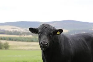 Angus