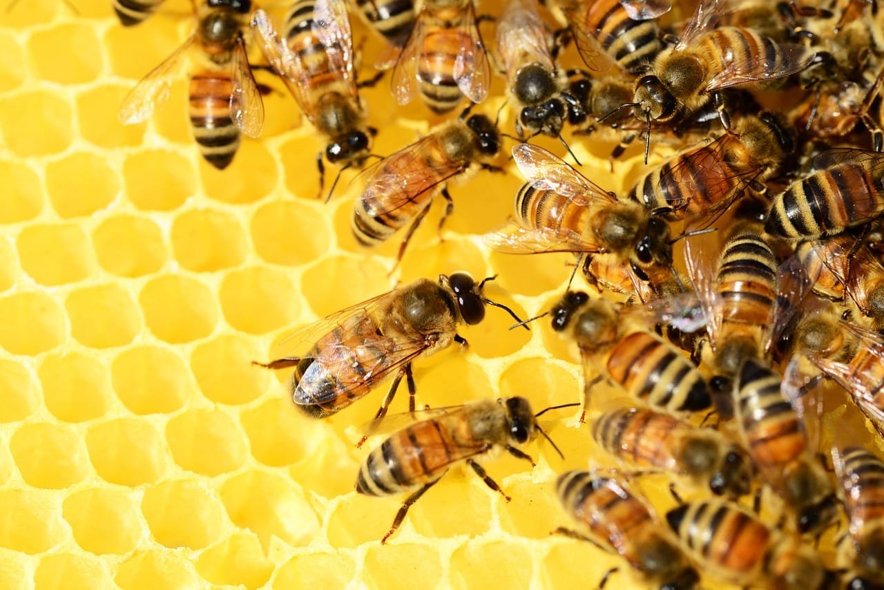 abejas en colmena colmena