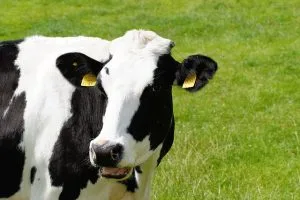 holstein
