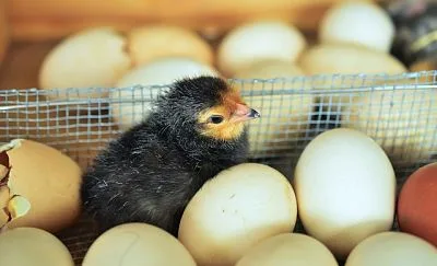 pollito saliendo del huevo