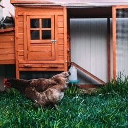 Mejores gallineros caseros