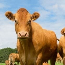 Mejores razas de vacas