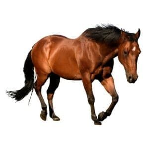 Accesorios para Caballos