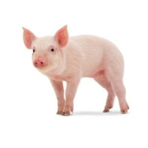 Productos para cerdos