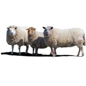 Productos para ovejas