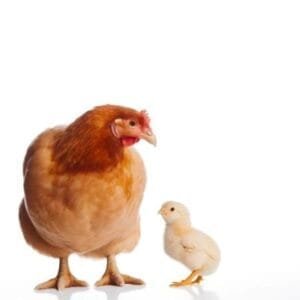 Accesorios para gallinas