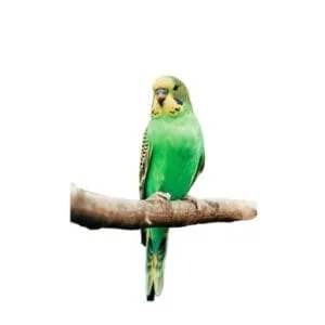 Accesorios pájaros