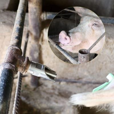 Bebedero para cerdos